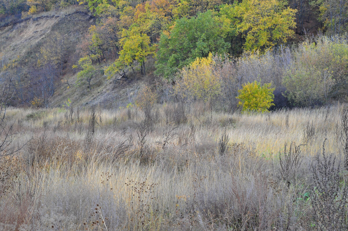Травы к осени – будто с проседью - Татьяна Машошина