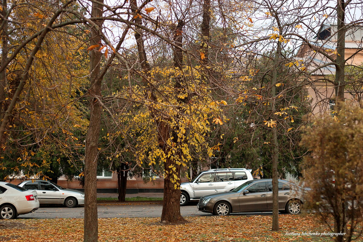 ... - Светлана Ищенко