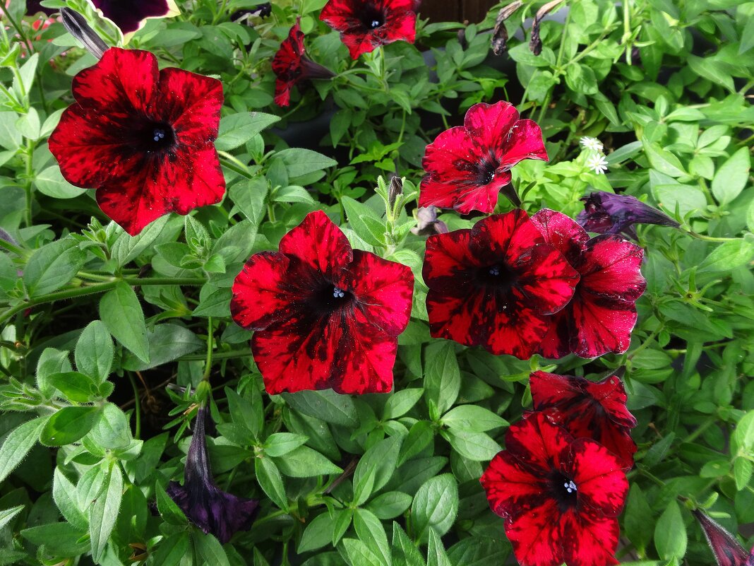 Яркие петунии - Лидия Бусурина Яркие петунии - Лидия Бусурина