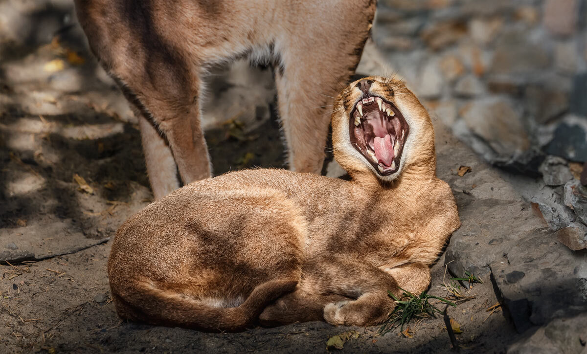 Каракал - SanSan 