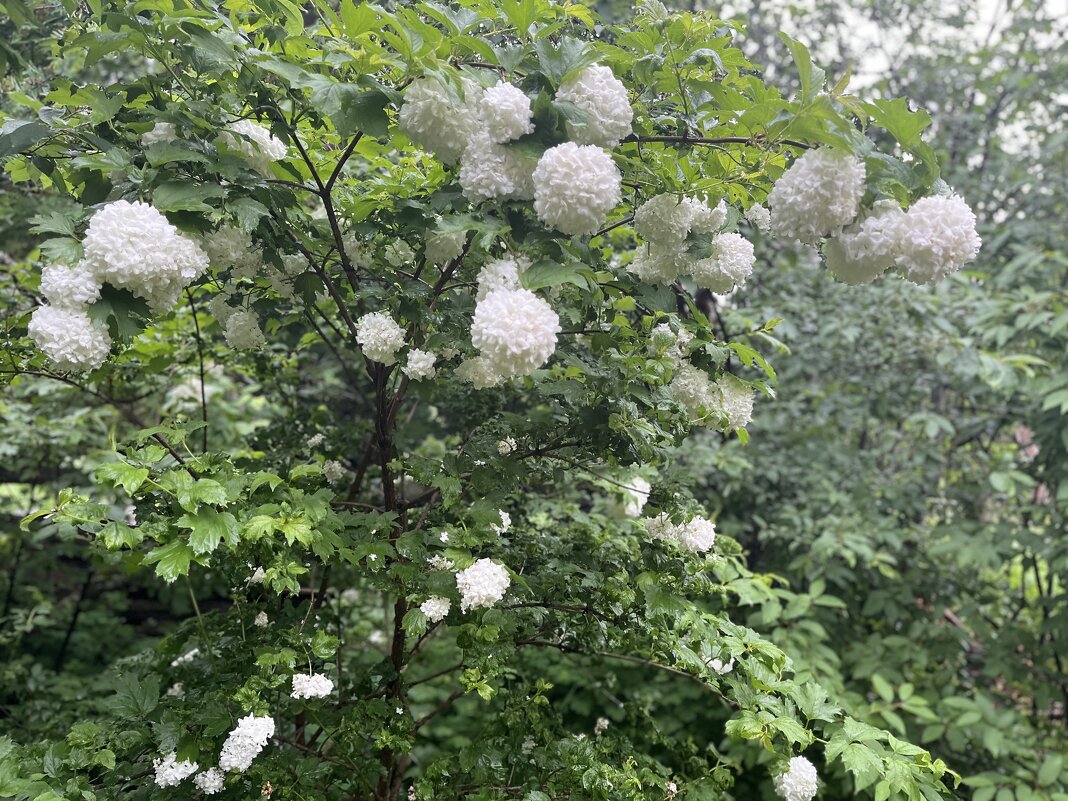Цветет и радует Бульденеж! - Olga Oskolkova