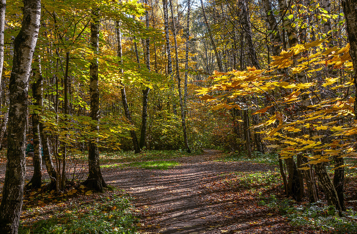Битцевский лес - Aleksey Afonin