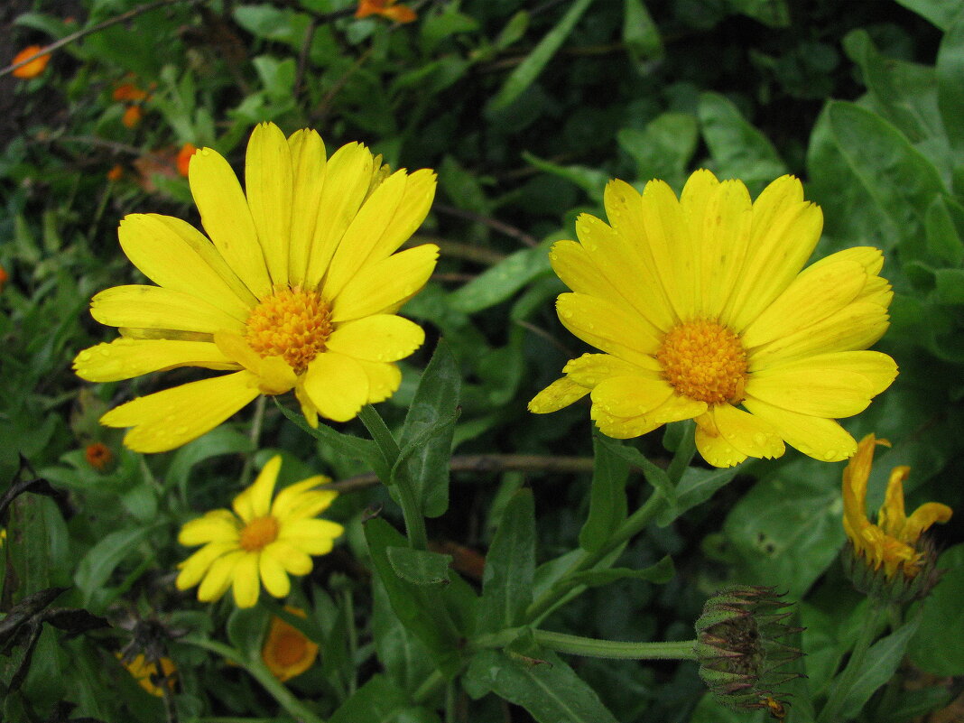 Солнышки - Людмила Смородинская