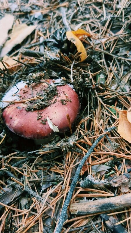 Сыроежки - Георгиевич 