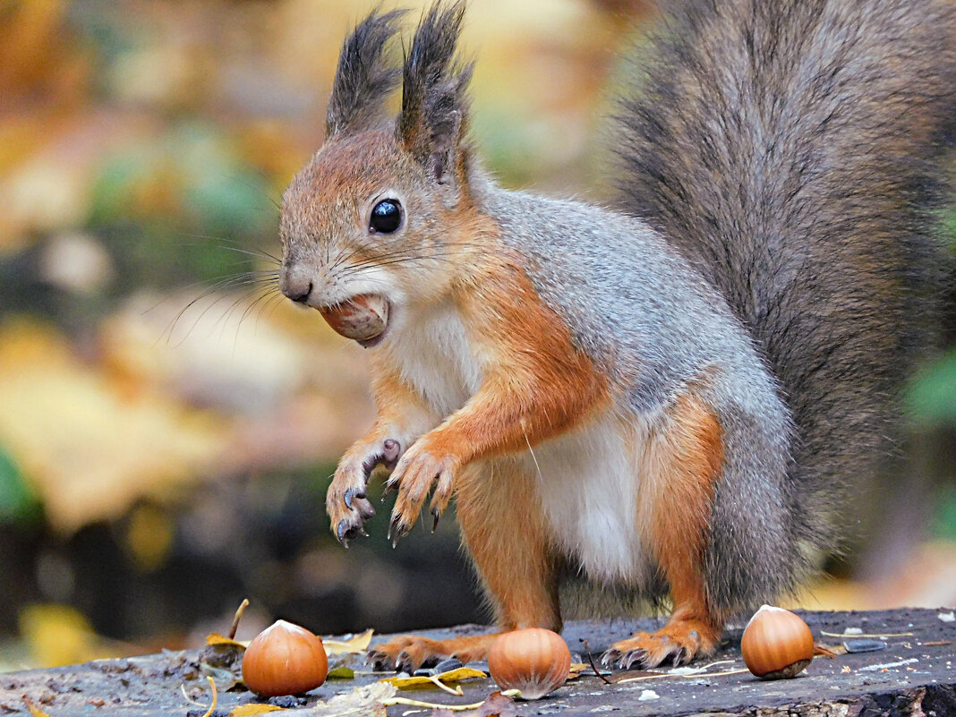 Уже в зимней шубке - Лина 