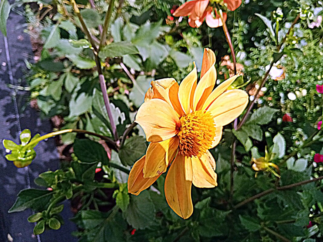 Цветы. - Владимир Драгунский