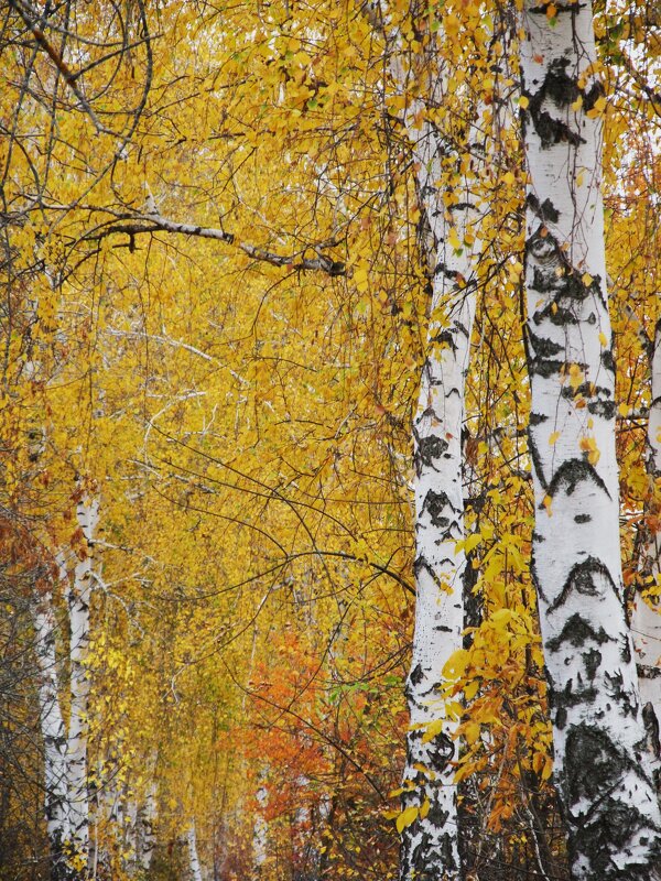 октябрь в берёзовой аллее - Елена Шаламова