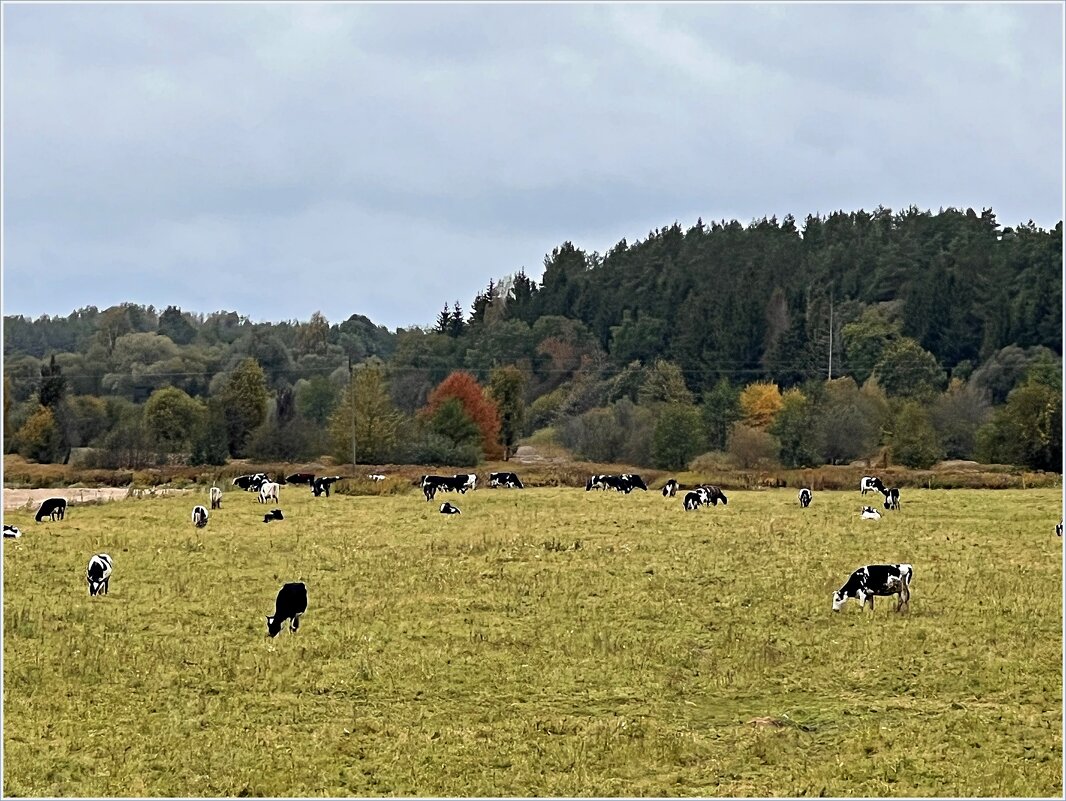 Пастбище у леса. - Валерия Комова Пастбище у леса. - Валерия Комова