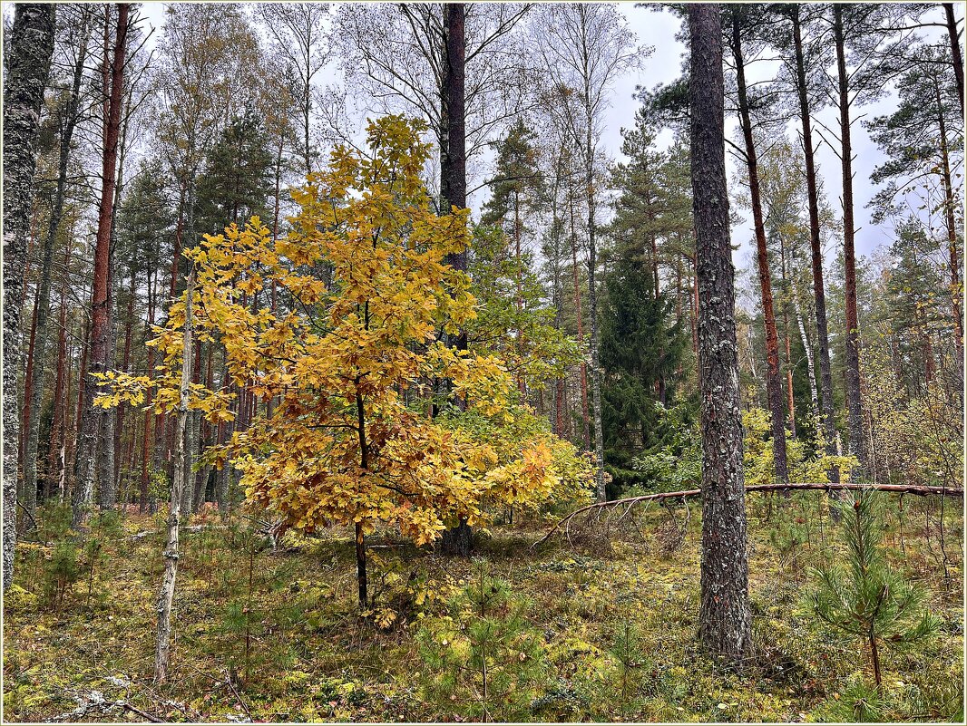 В осеннем лесу. - Валерия Комова