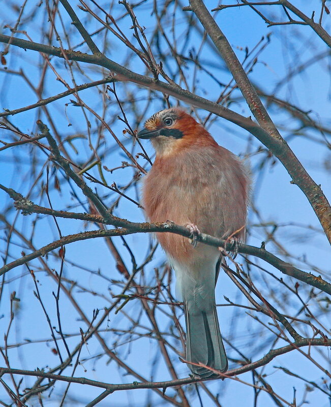 осторожная... - Andrey Bragin 