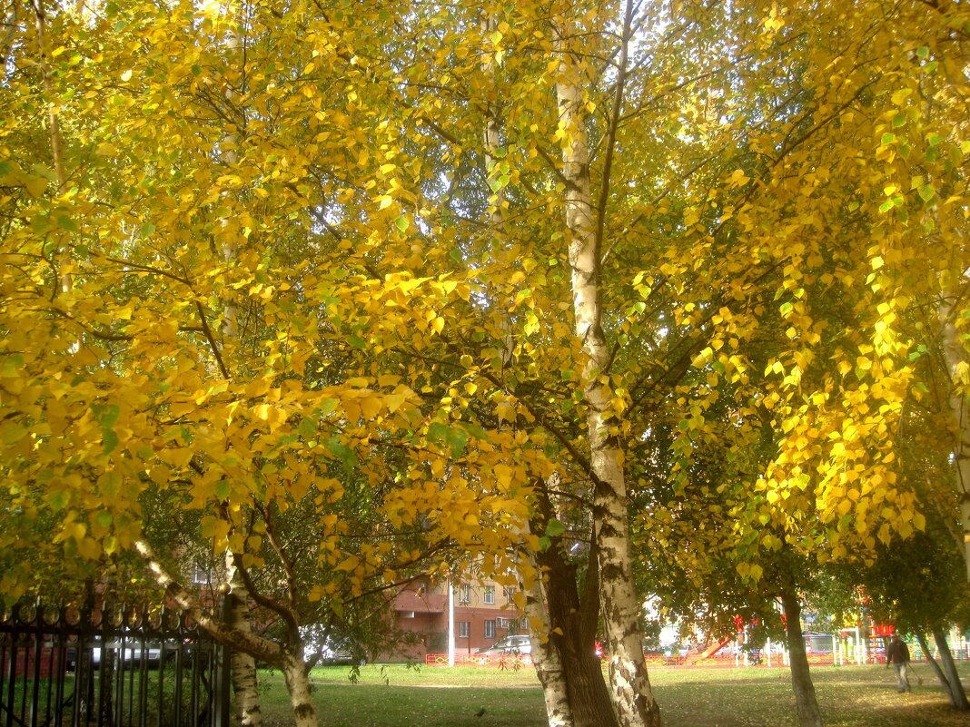 золото берез - Елена Семигина