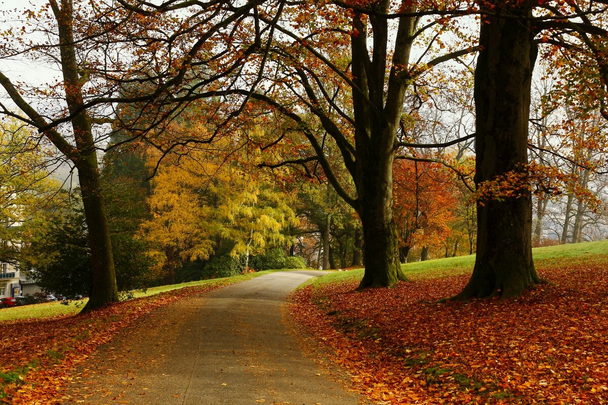 Осенняя дорожка - Юрий. Шмаков