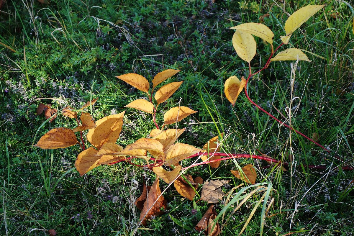 Октябрьский этюд - Рита Симонова