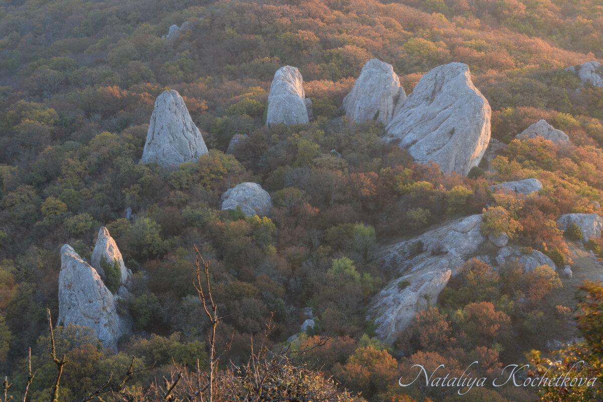 Природа Крыма - Amazing Cosmea