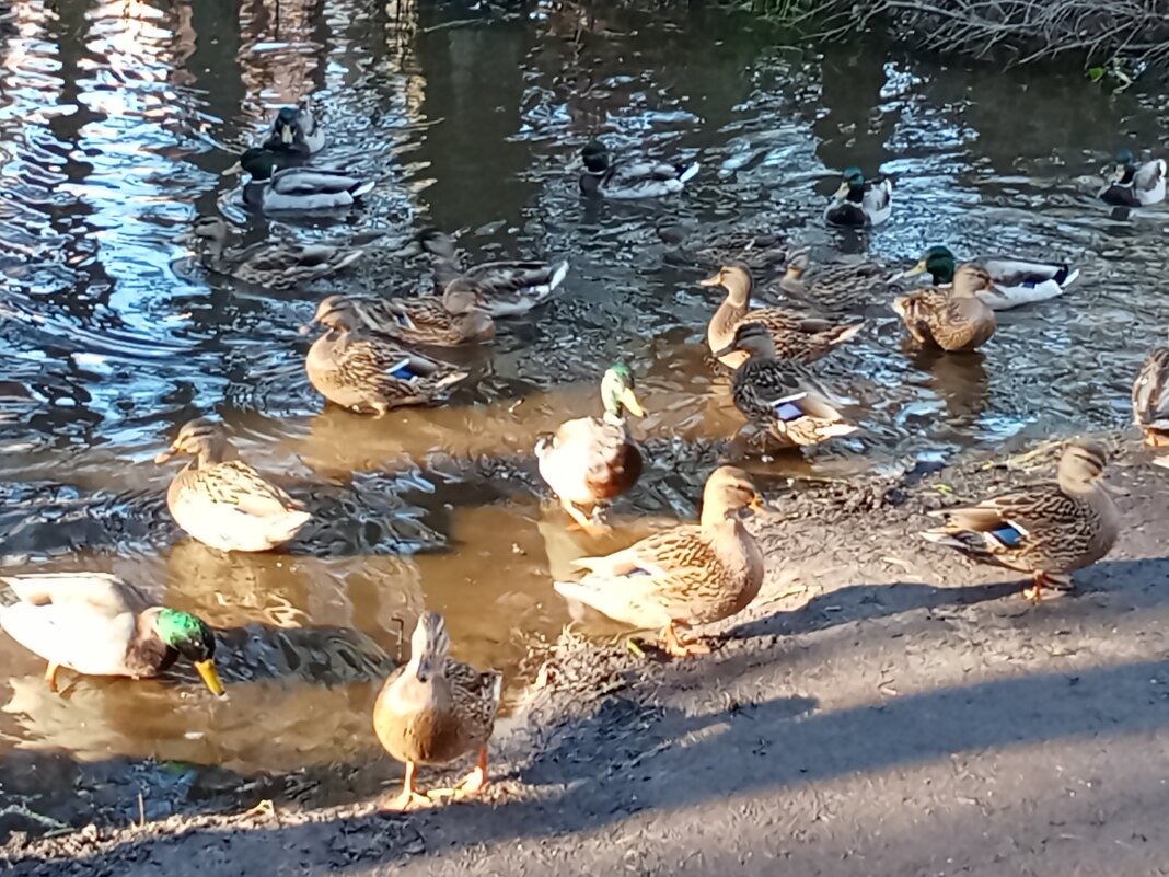 В Беличьем парке - Виктор 