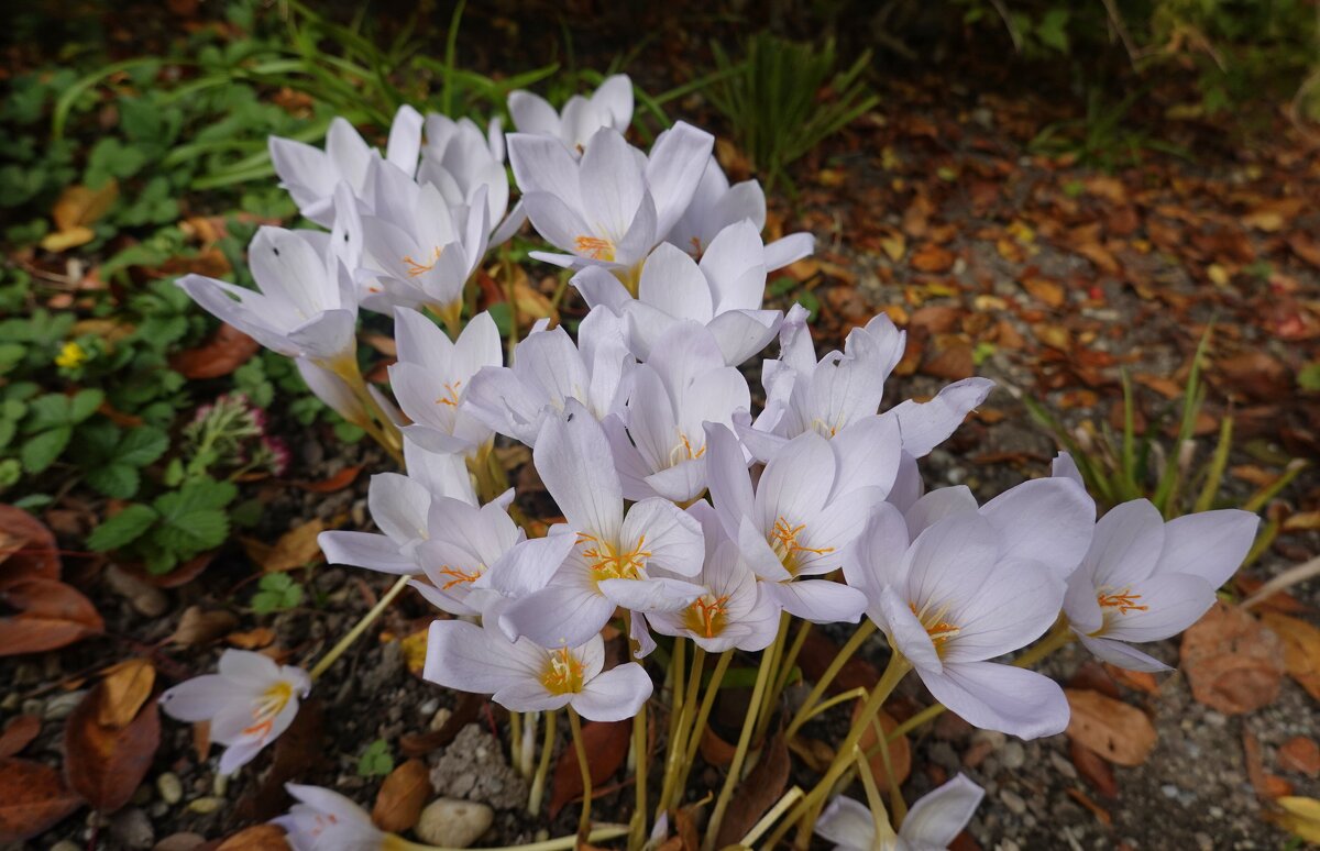 Безвременник осенний... - Галина Безвременник осенний... - Галина