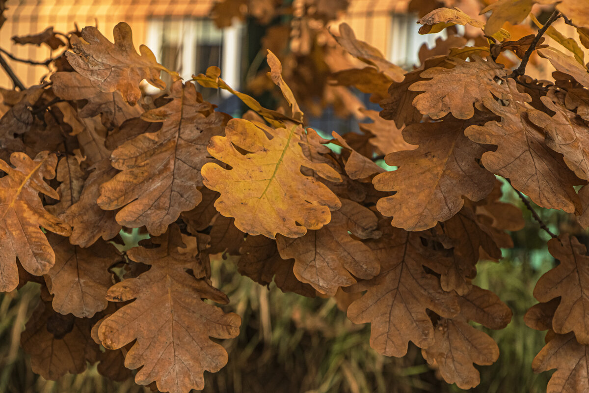 Лист дуба. - Петр Беляков