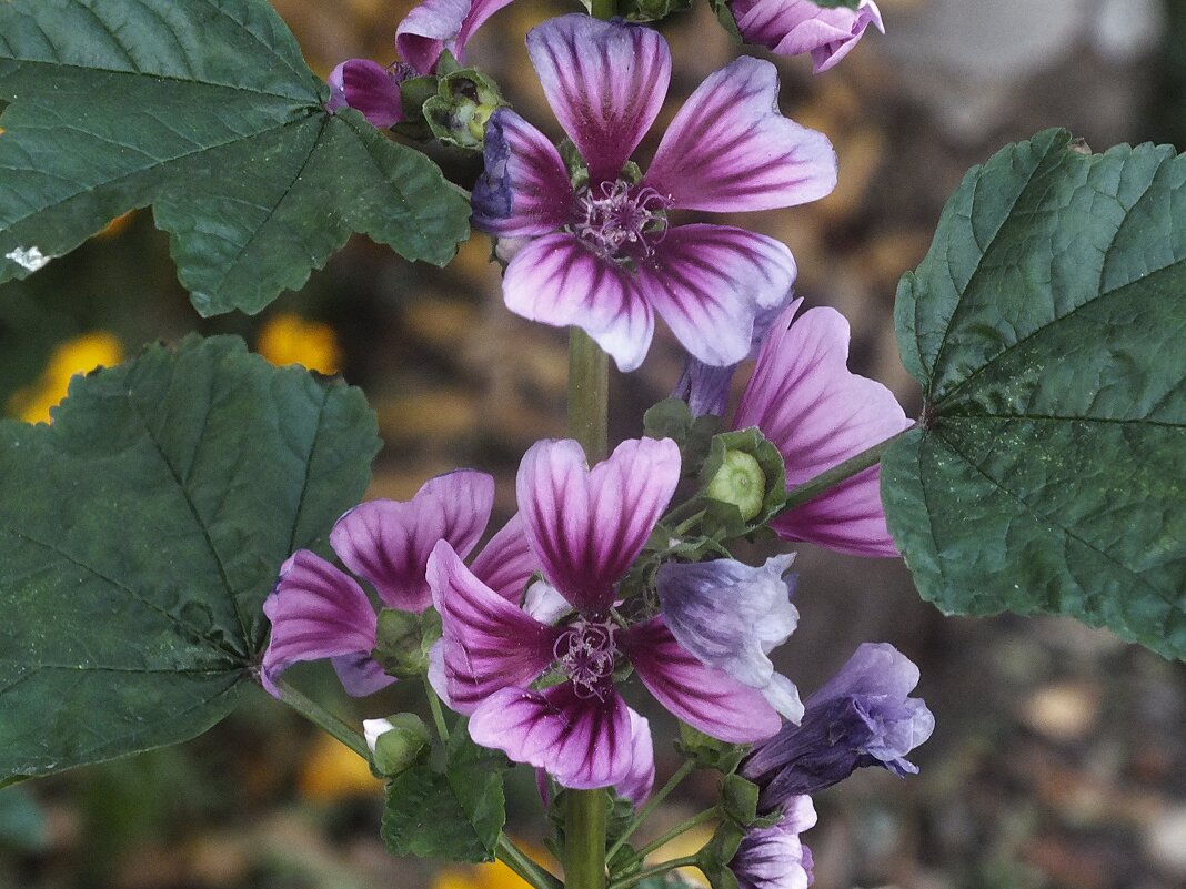 Лесная мальва - Зоя Мишина Лесная мальва - Зоя Мишина