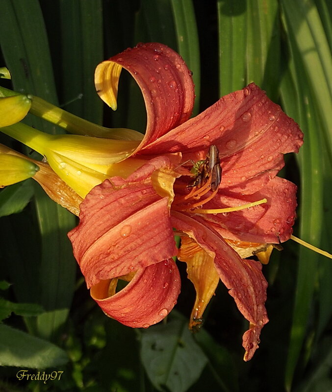 Лилейник - Freddy 97