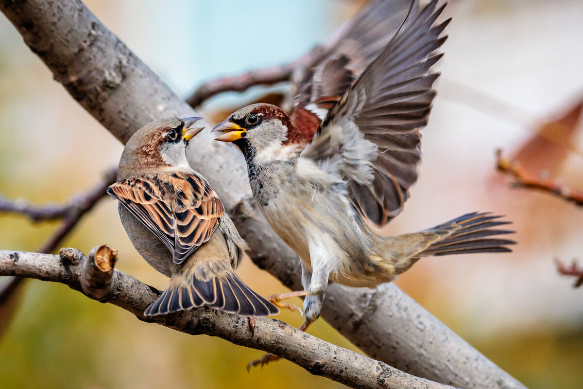ГЛАДИАТОРЫ... - Петр 