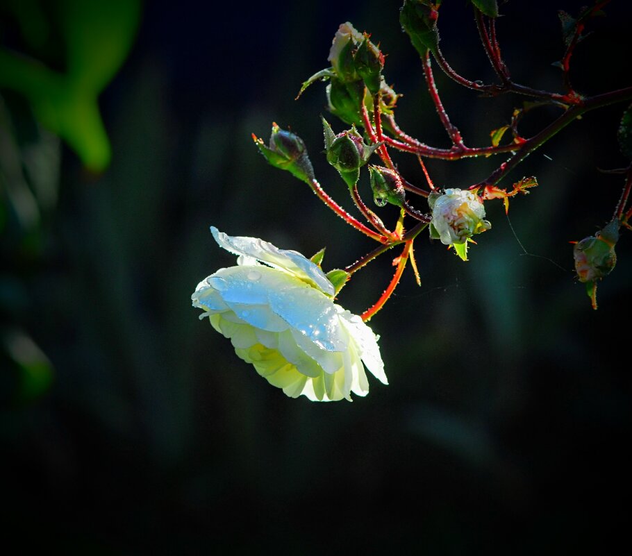 Октябрьская. - Владимир 