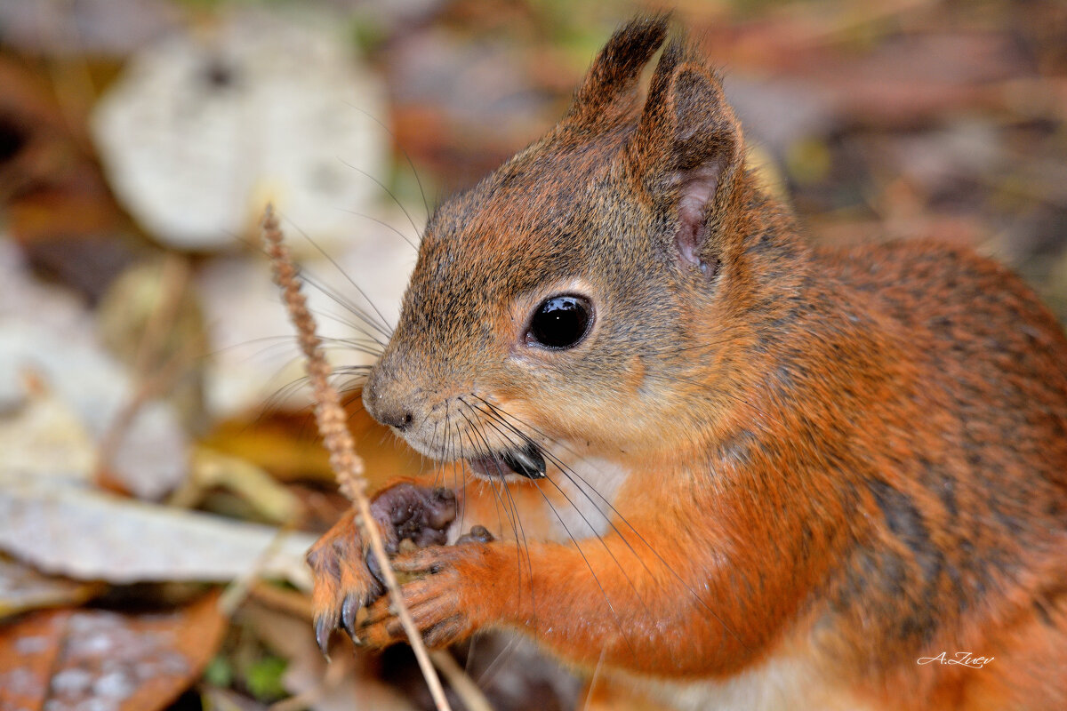 * - Александр Зуев
