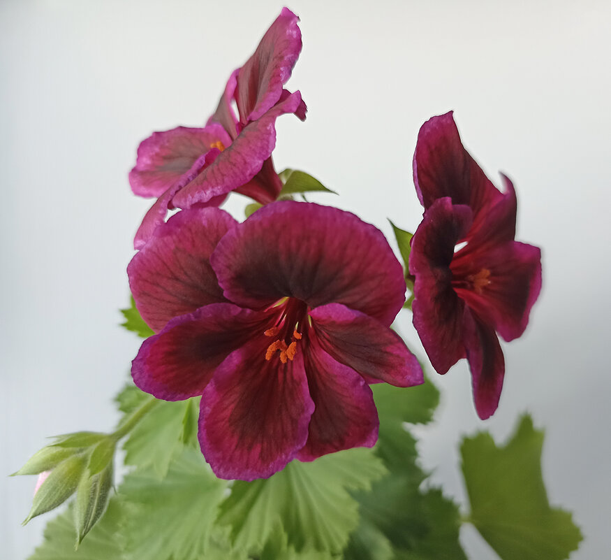 Цветёт моя герань сорта "Ромео". - Лилия *