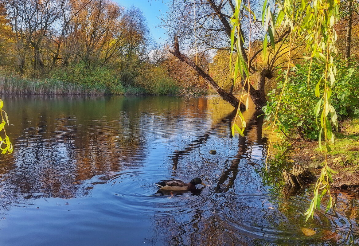 Осенний этюд - Андрей K.