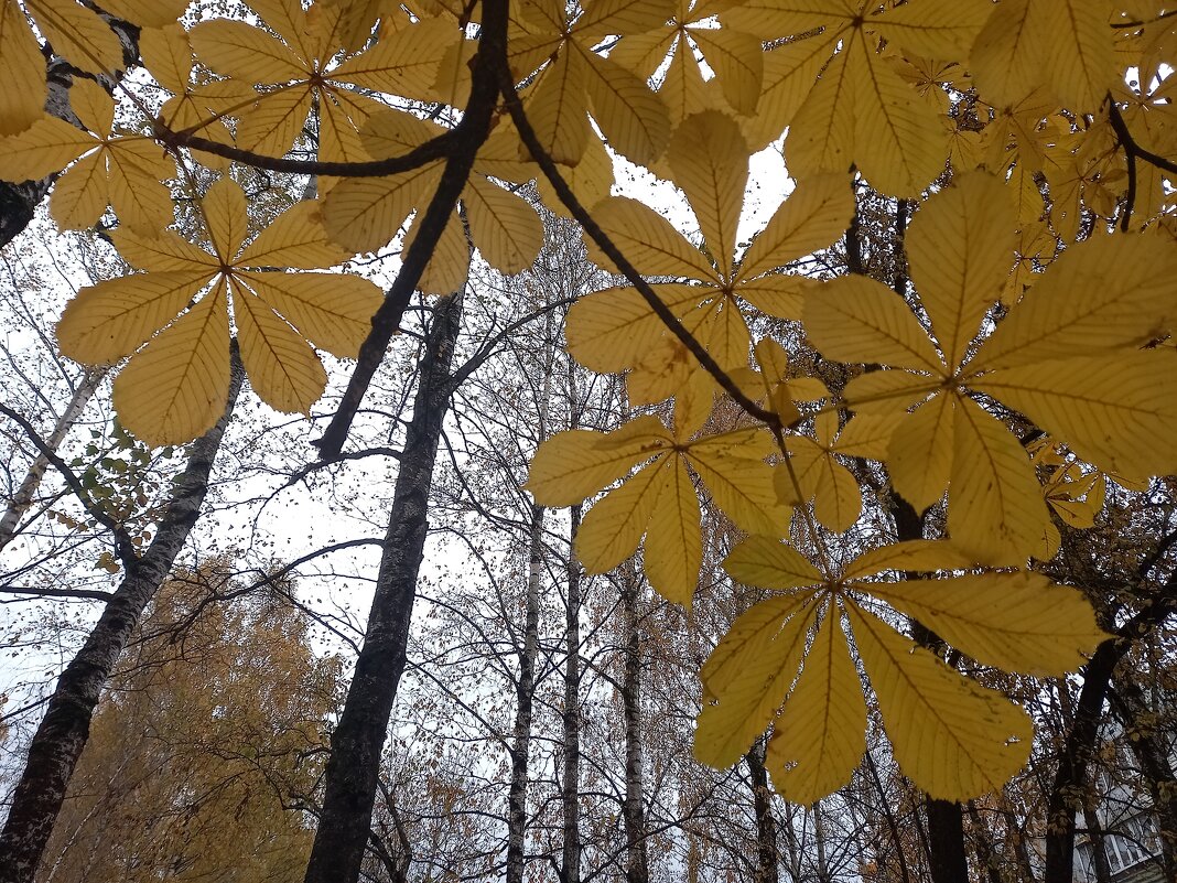 Каштан узорный - BoxerMak Mak