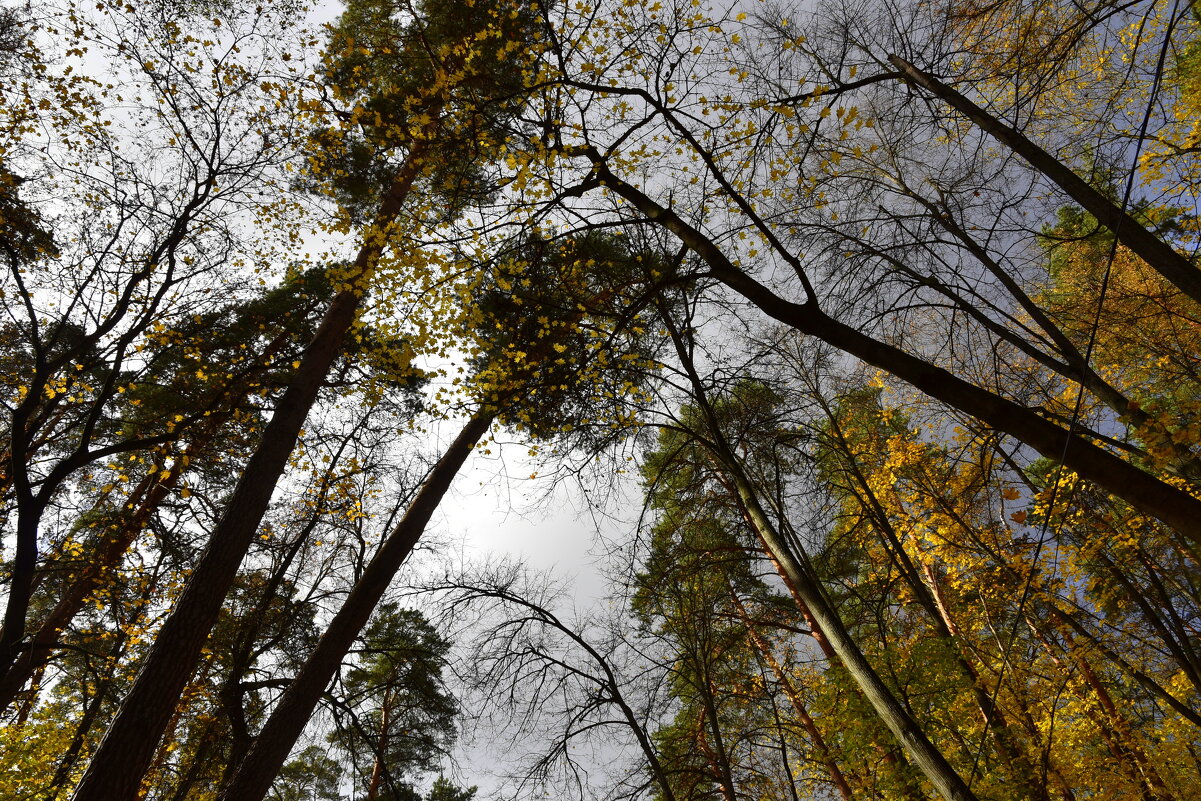 Усадьба. Осень. - tatiana 