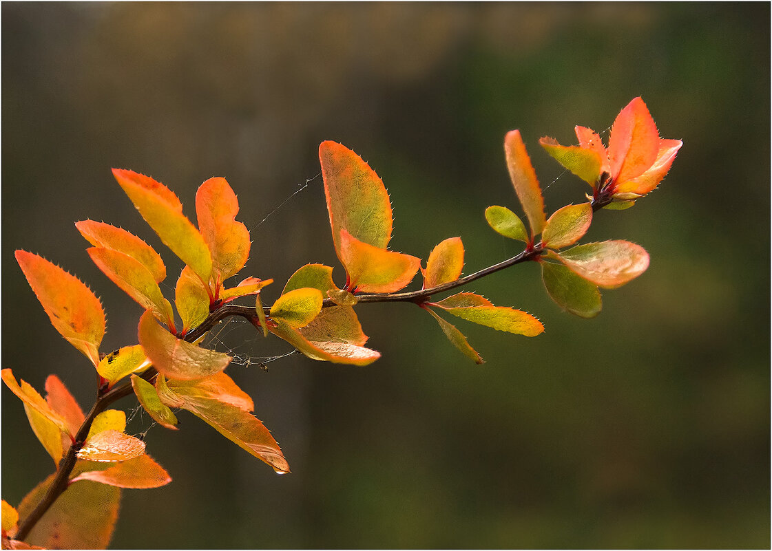 Картинка октября - Валентин Котляров