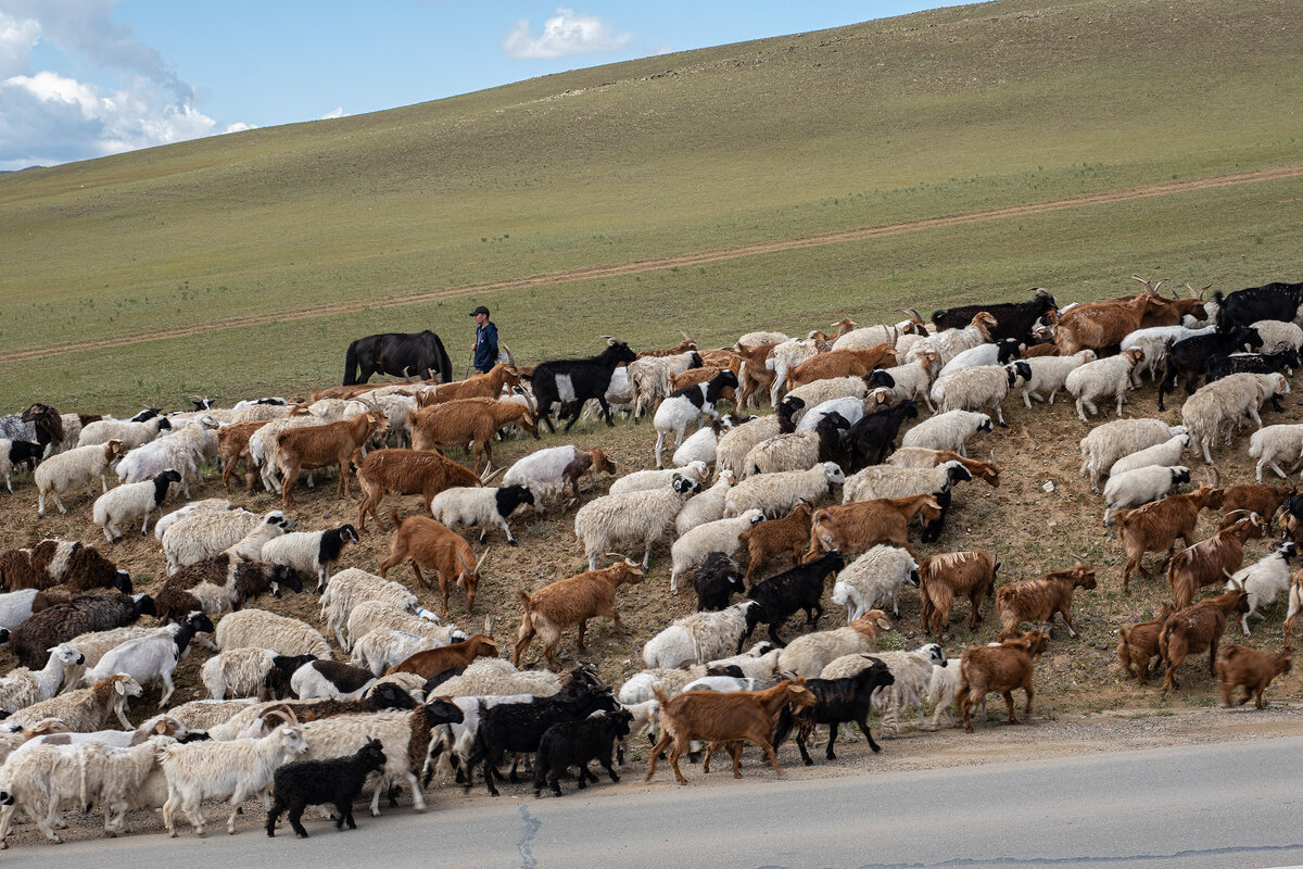 Монголия - это пастбища и стада - Galina 