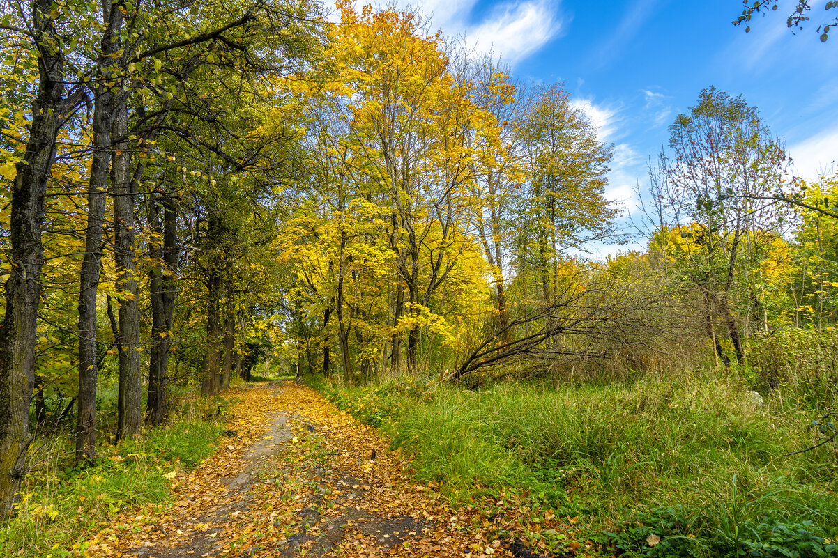 Старая аллея в Узком - Владимир Езеров 
