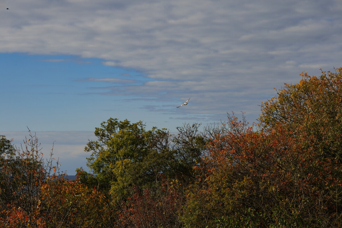 Осень - Светлана Тихонина