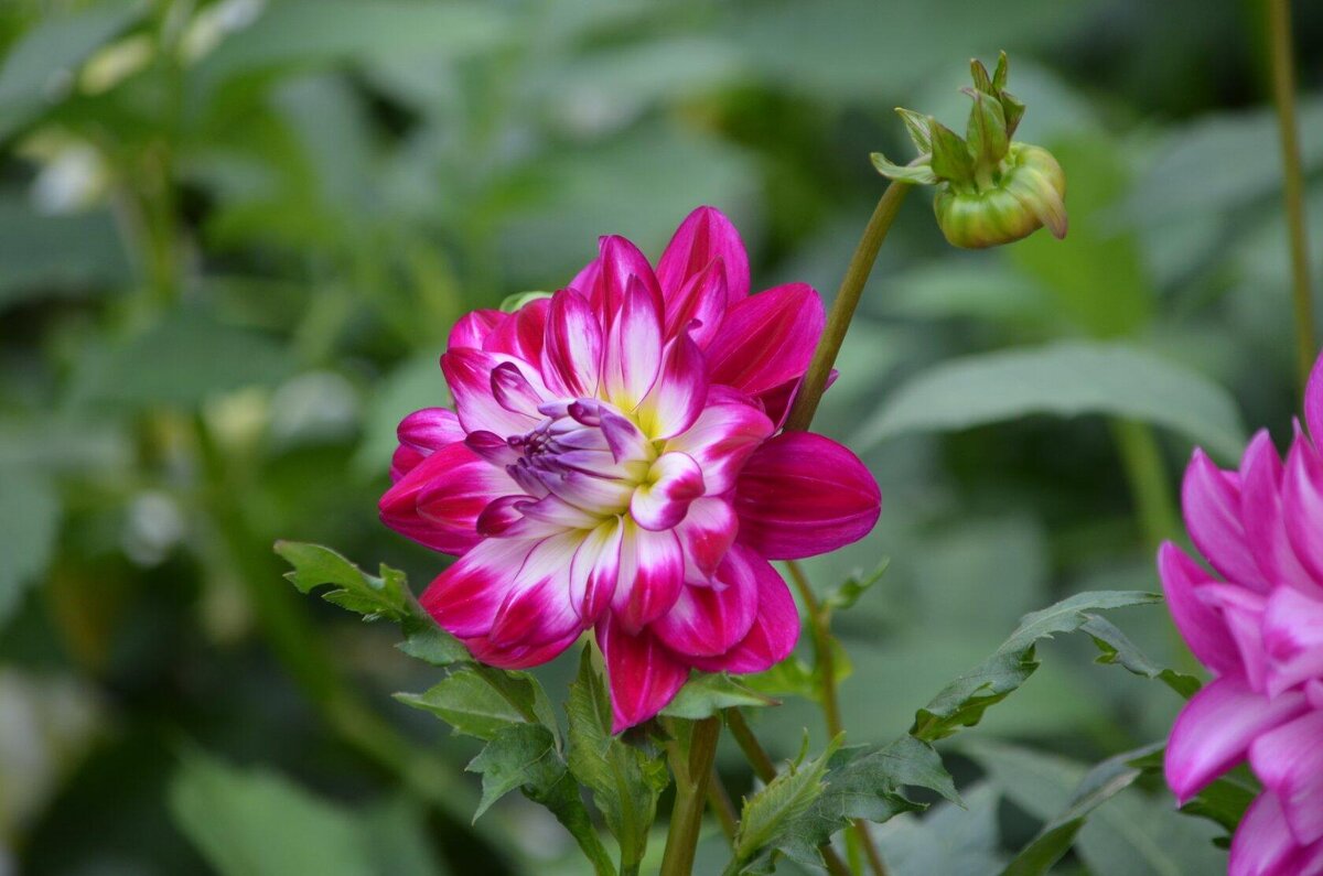 Георгин - Татьяна Тюменка