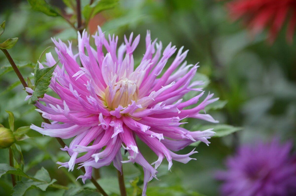 Георгин - Татьяна Тюменка