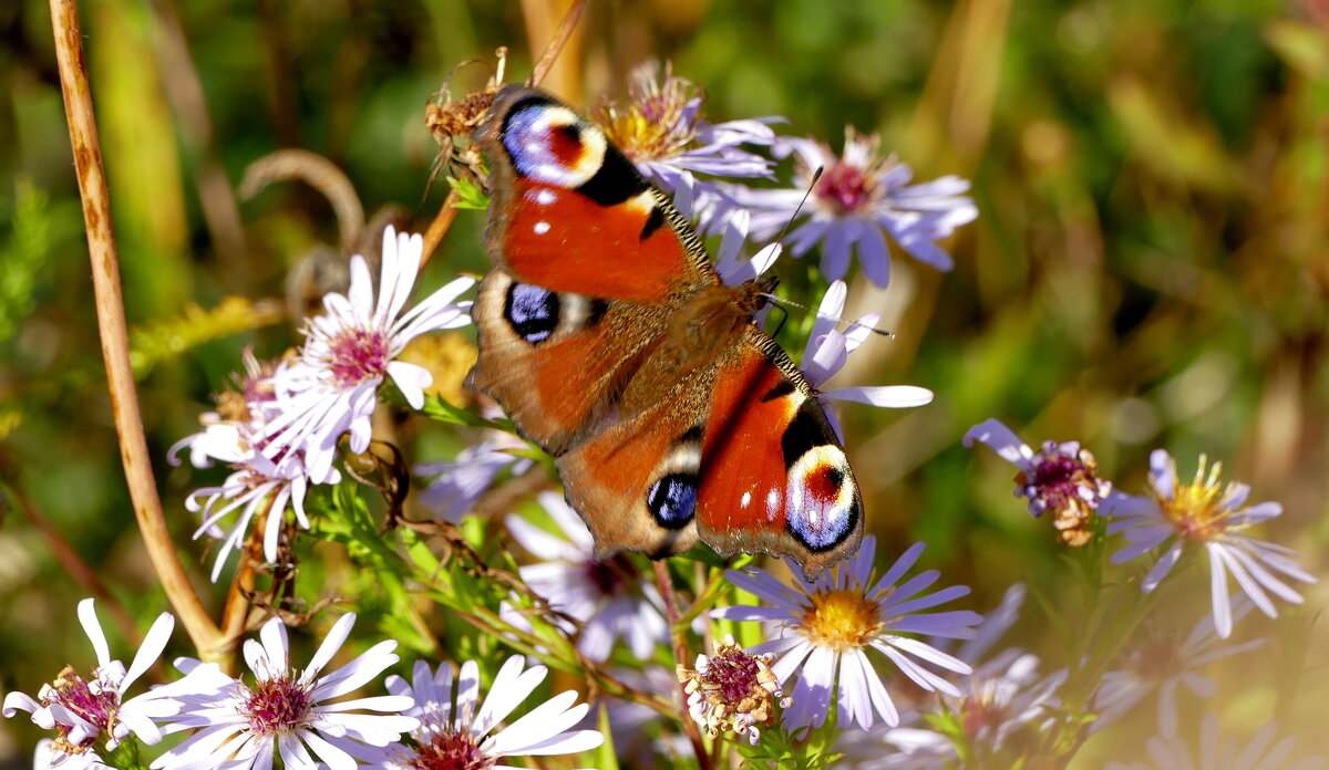 опять бабочки  6 - Александр Прокудин