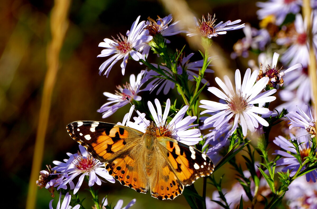 опять бабочки  8 - Александр Прокудин
