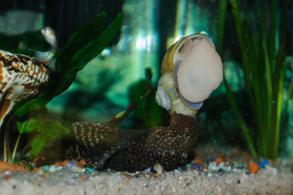 Дружбаны - Светлана Никитина