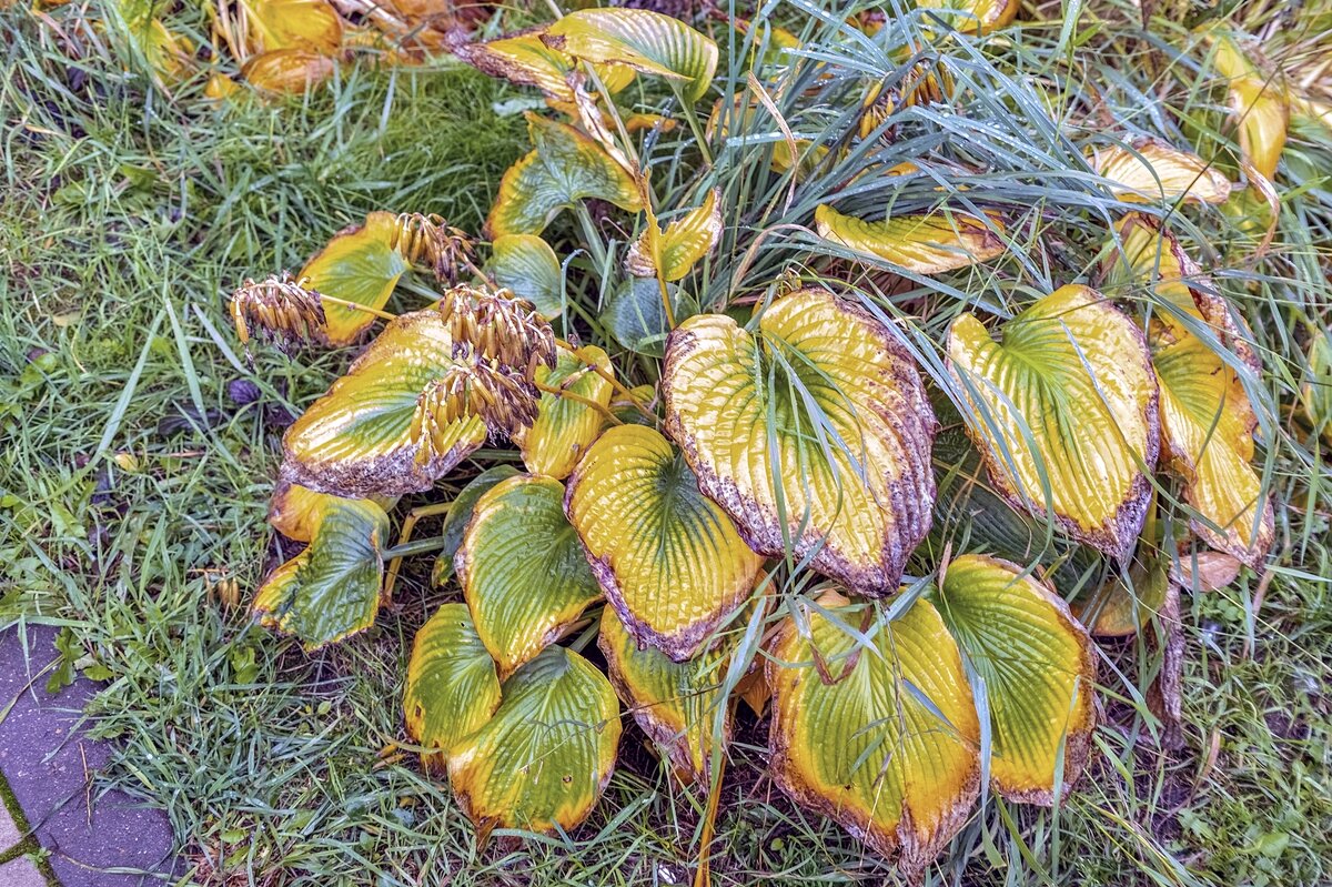 Разукрасила осень - Валерий Иванович Разукрасила осень - Валерий Иванович