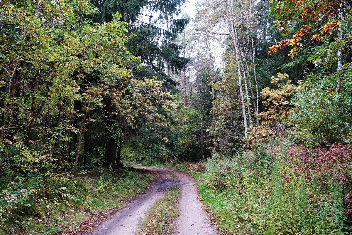 В осеннем лесу - Рита Симонова В осеннем лесу - Рита Симонова