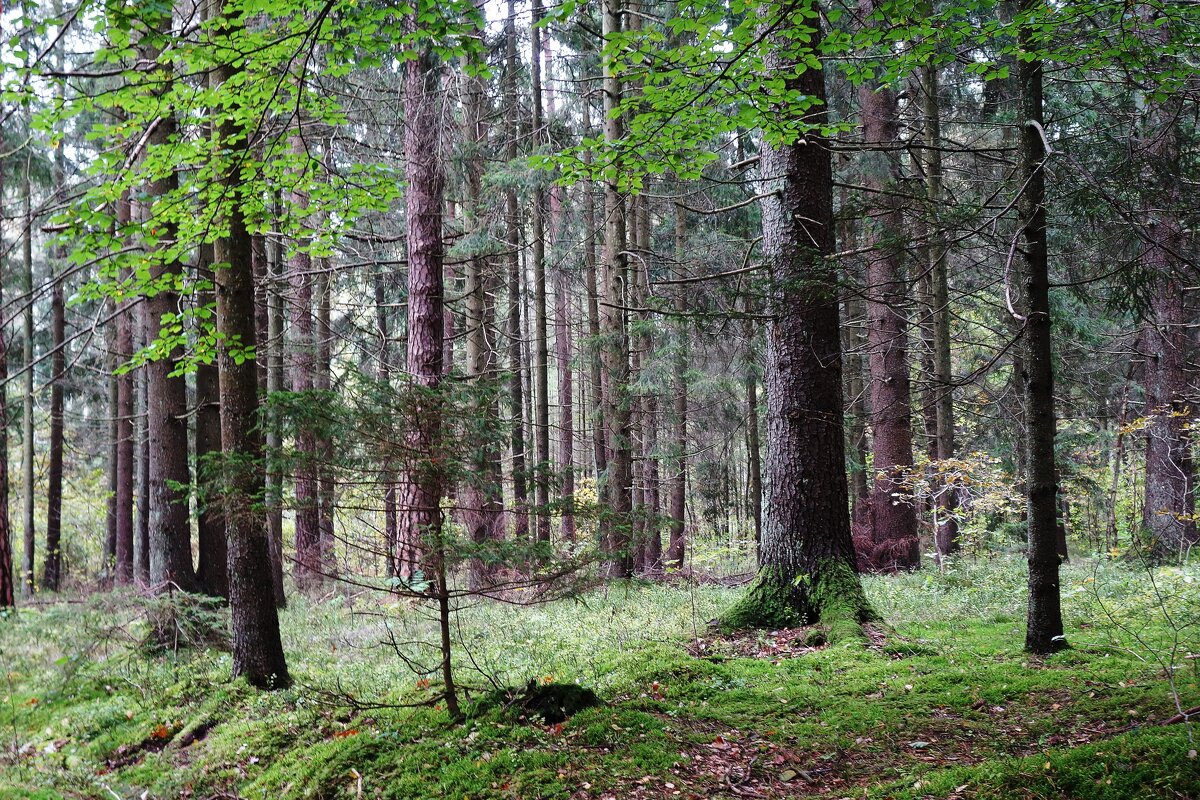 В осеннем лесу - Рита Симонова