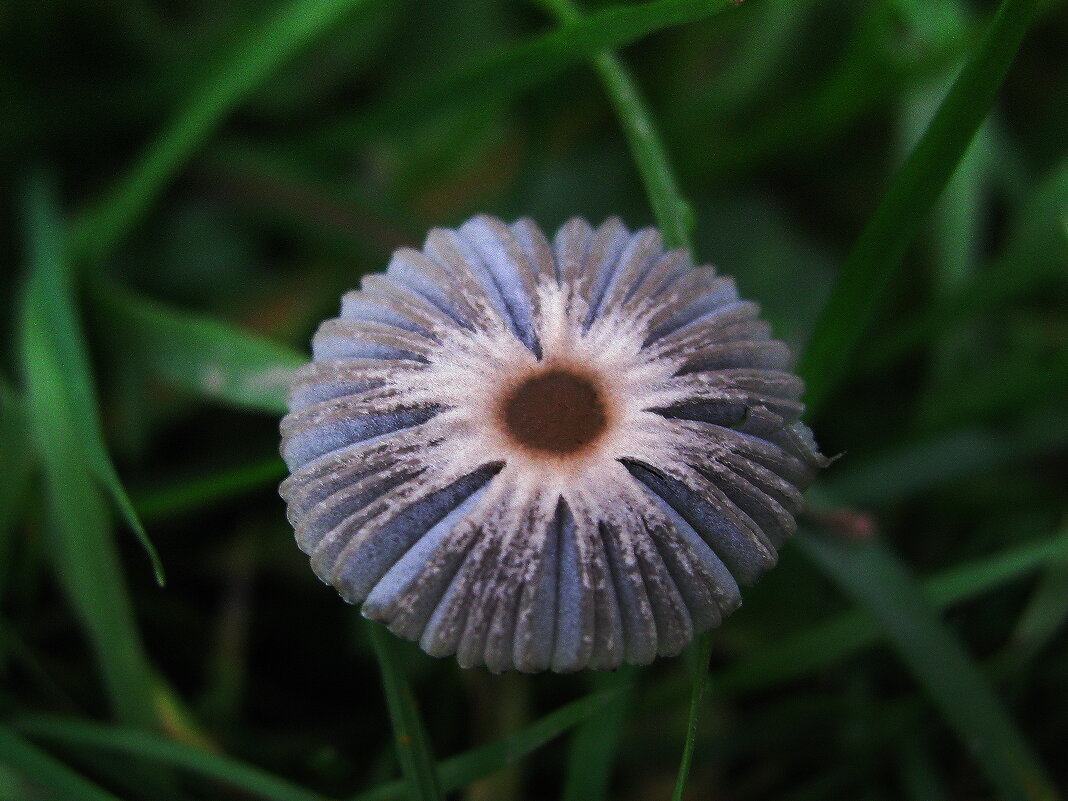 Вырос в саду - Людмила Смородинская