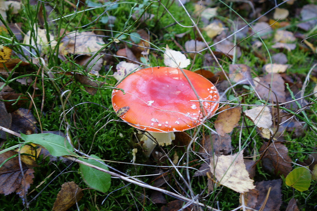 В осеннем лесу - Рита Симонова