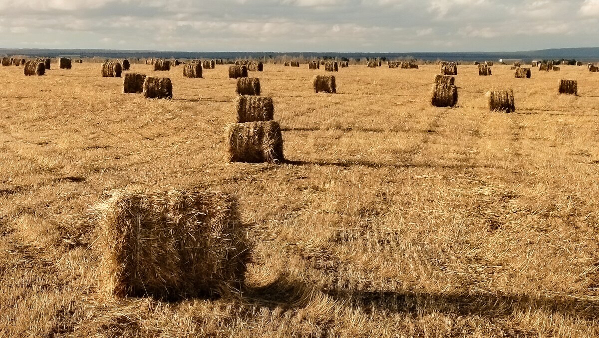 В полях - Олег Денисов