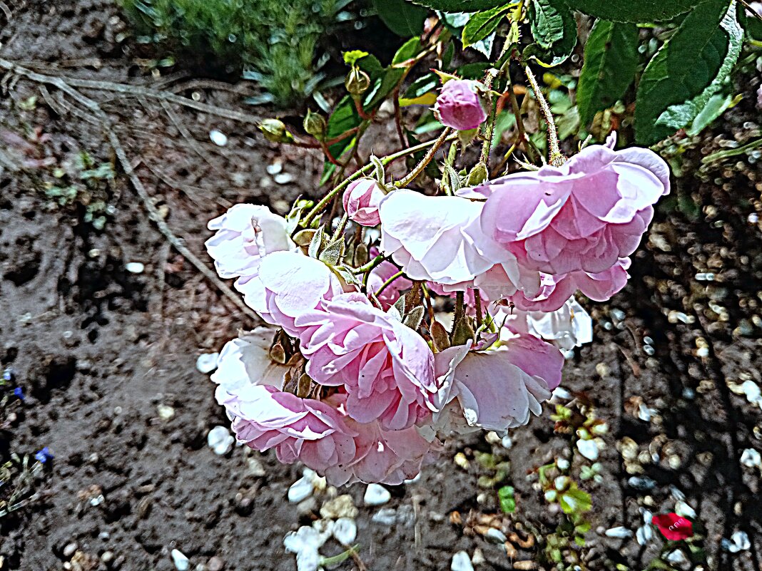 Цветы. - Владимир Драгунский