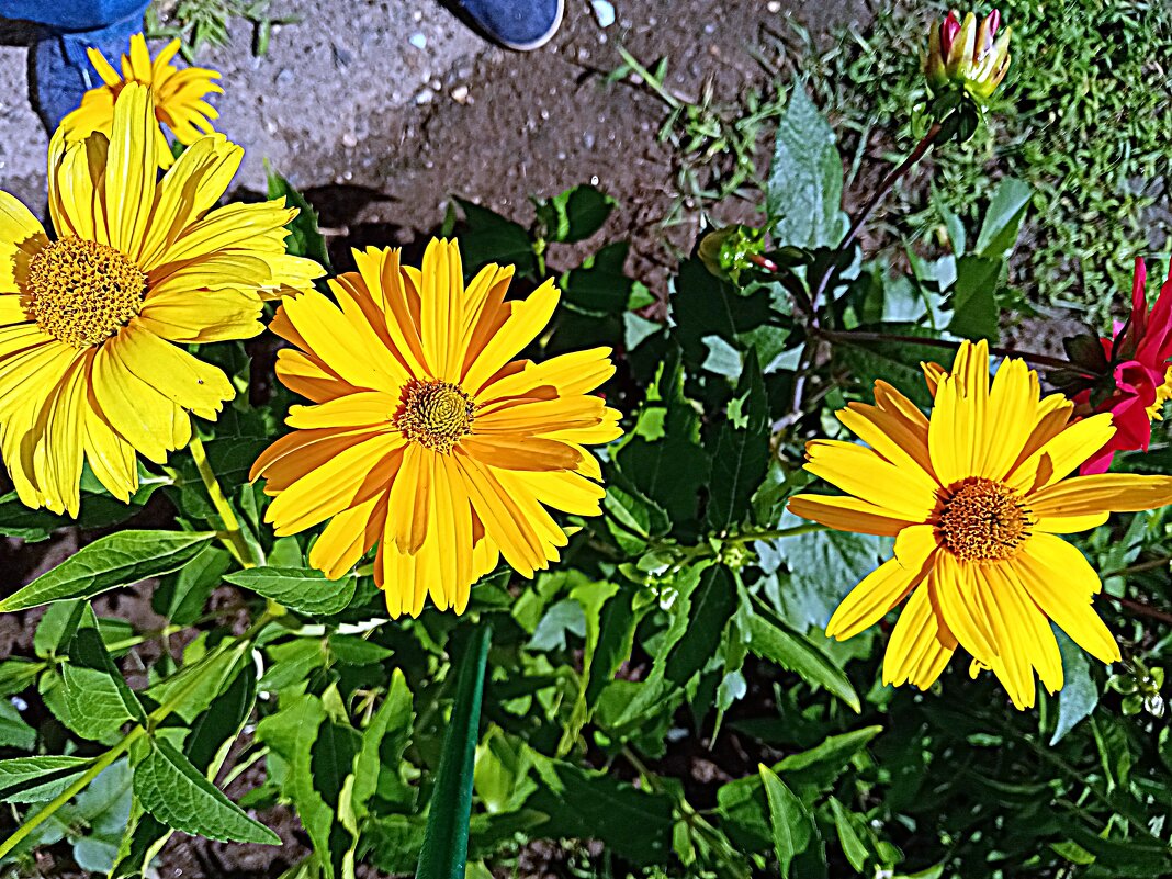 Цветы. - Владимир Драгунский