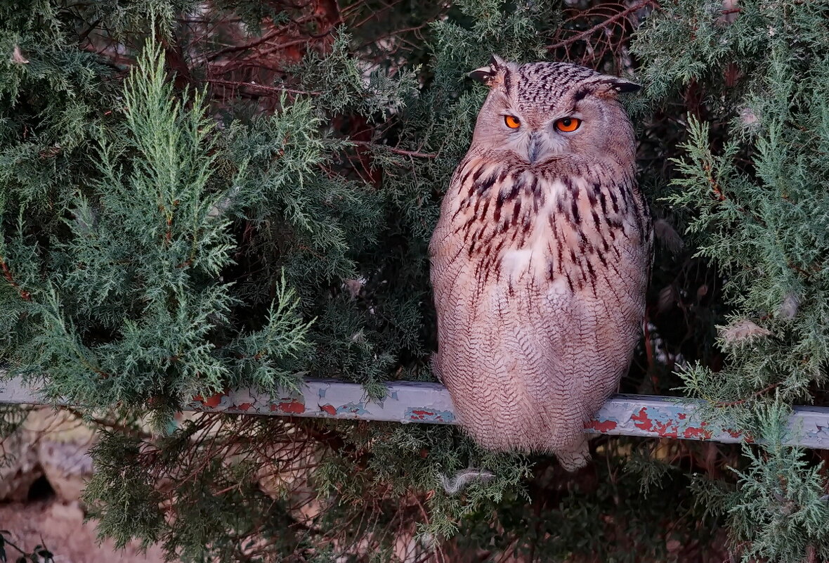" Сафари парк " Геленджик... - Николай Саржанов
