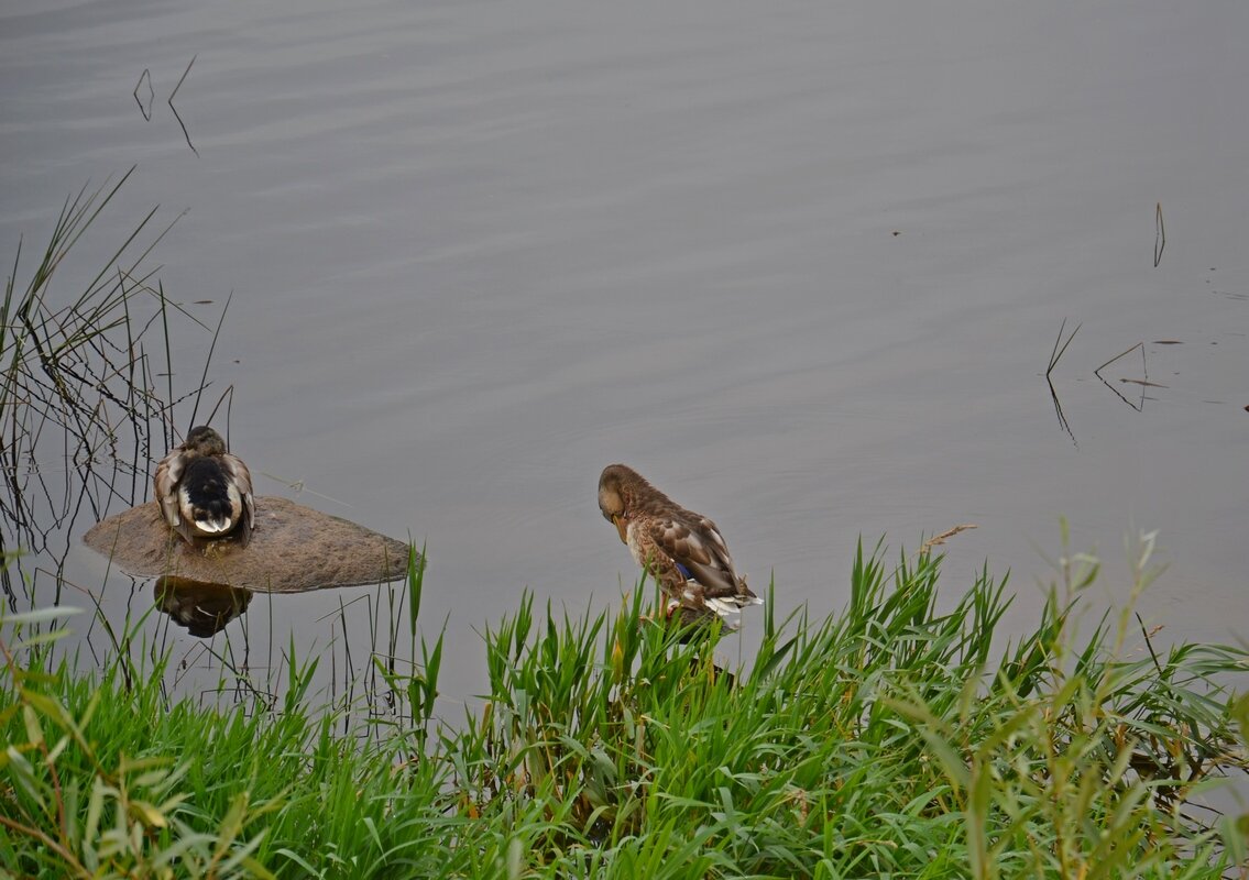 ПСКОВ, кремль. - Виктор Осипчук ПСКОВ, кремль. - Виктор Осипчук