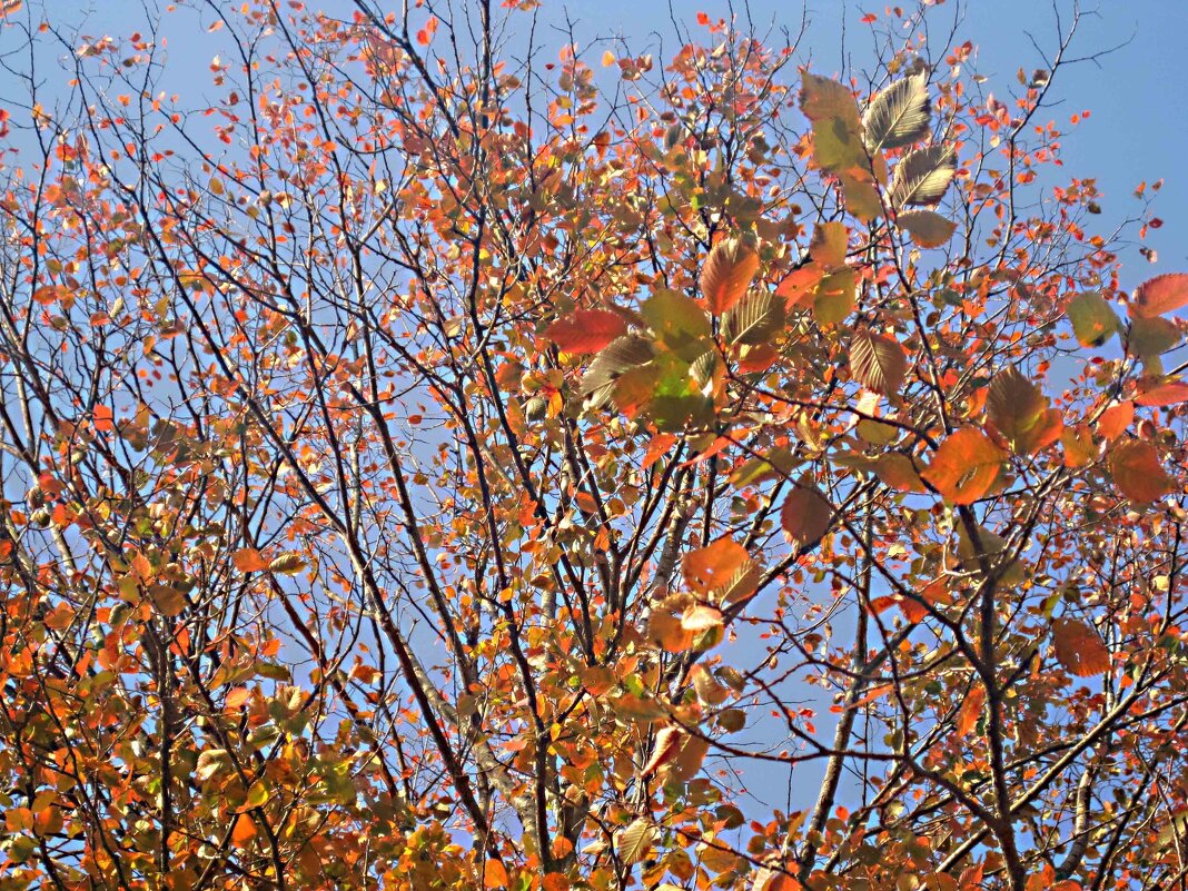 осенние мотивы - Елена Семигина